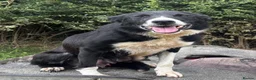 Border Collie dogs for sale: Beautiful Collie Puppies in Llandovery - Advert 6