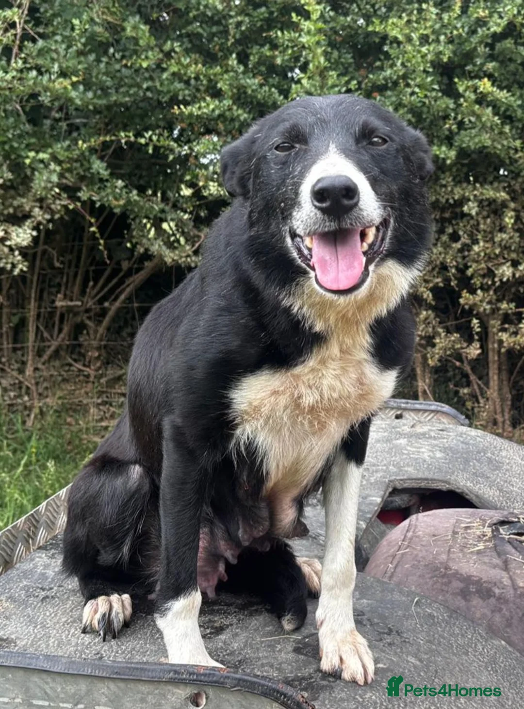 Border Collie dogs for sale: Beautiful Collie Puppies in Llandovery - Advert 6