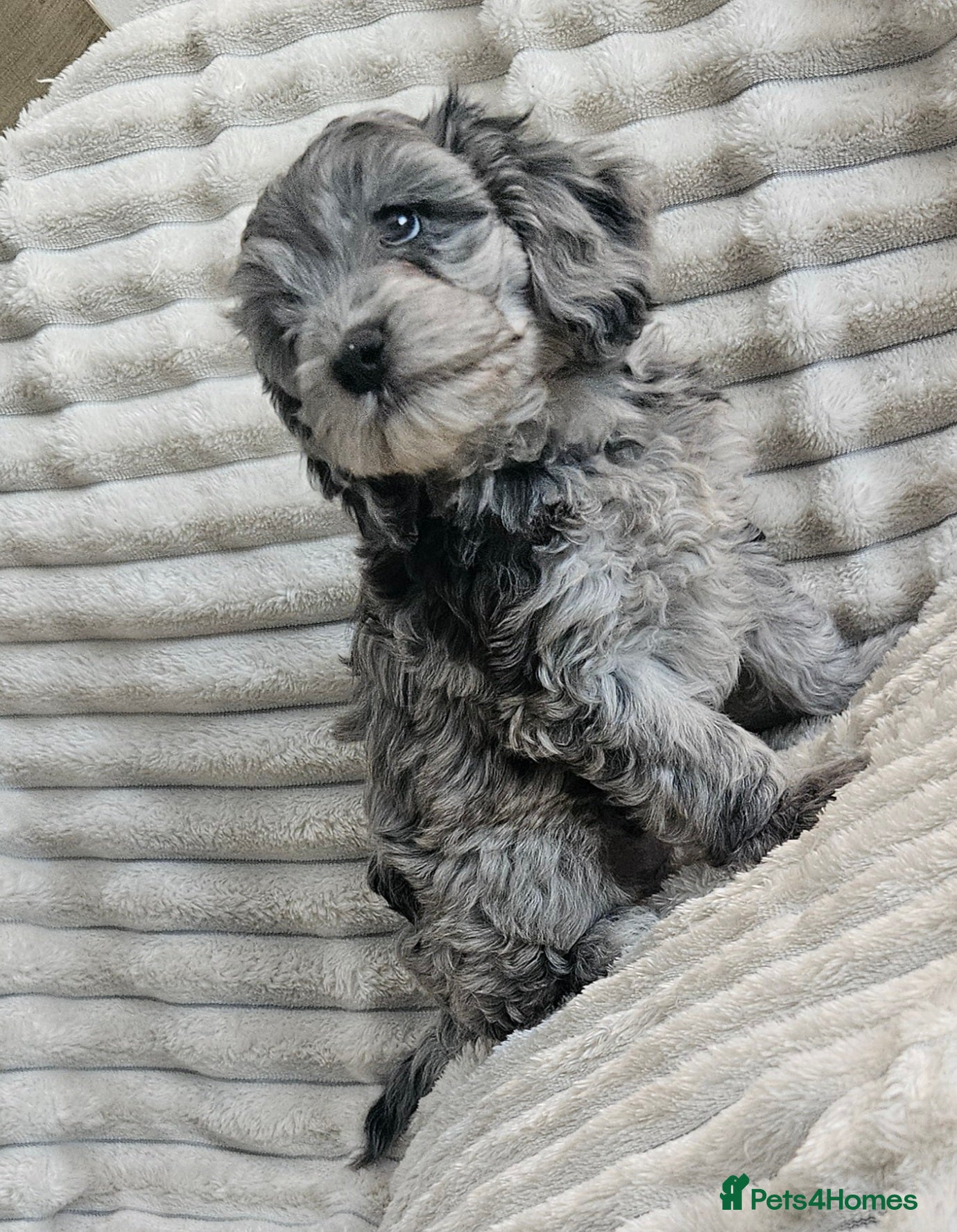Cockapoo dogs Stunning cockapoo🖤🖤 - Advert 6
