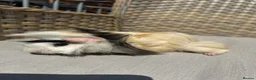 Guinea Pig rodents for sale: 5 Handsome long haired male guinea pigs. - Advert 11