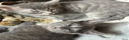 Mixed Breed cats for sale: Kittens Grey Females in Darlington - Advert 7