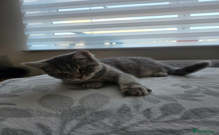 Mixed Breed cats  British shorthair & Scottish Fold mix - Advert 6