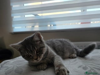 Mixed Breed cats British shorthair & Scottish Fold mix - Advert 6