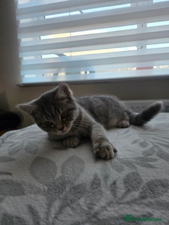 Mixed Breed cats British shorthair & Scottish Fold mix - Advert 6