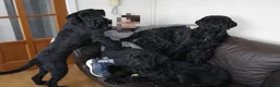Giant Schnauzer dogs for sale: Giant Schnauzer Puppies - IKC Champion Bloodlines - Advert 6