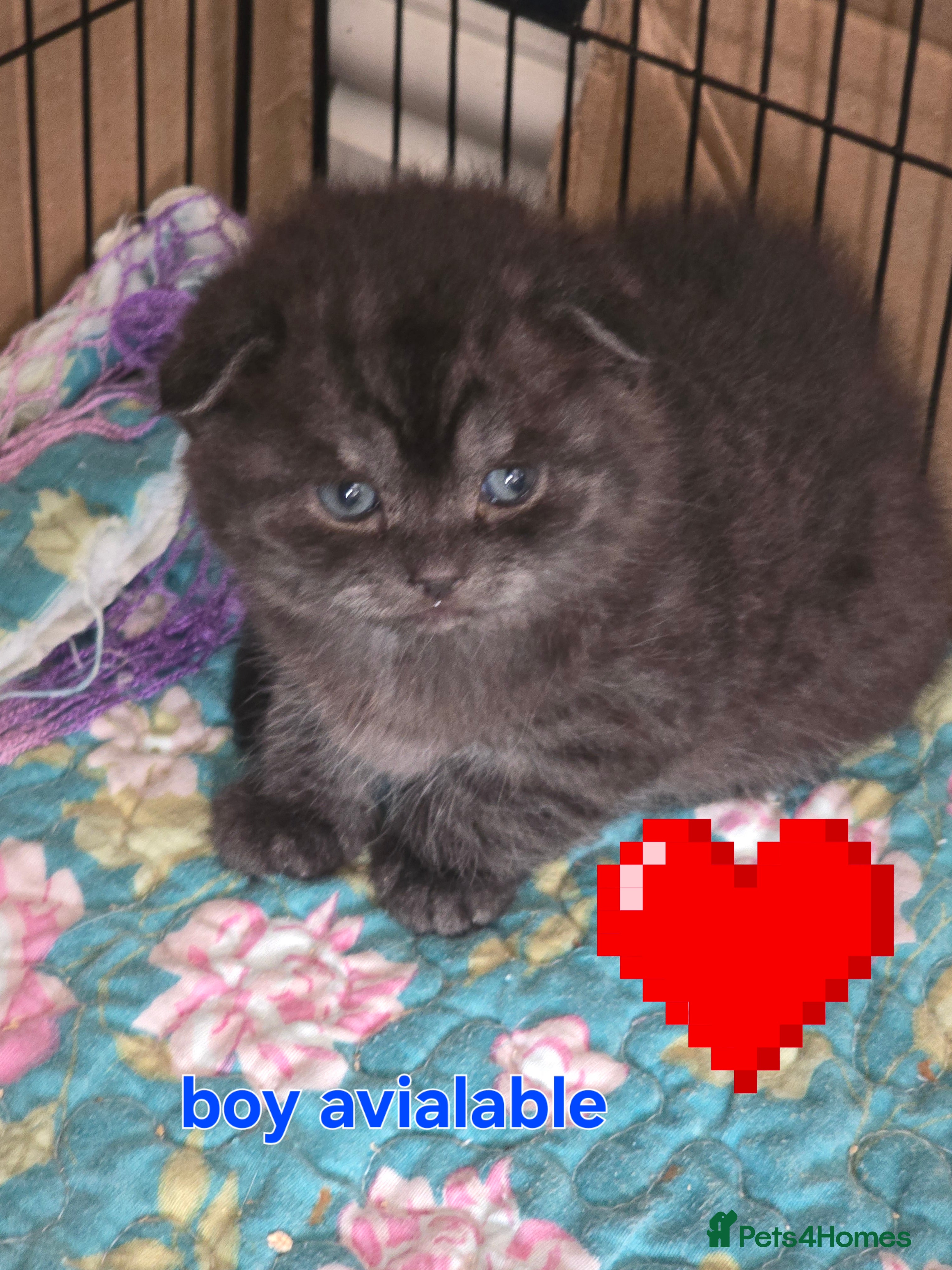 Scottish Fold cats 🥰LAST  BOY 💜🩵 - Advert 4