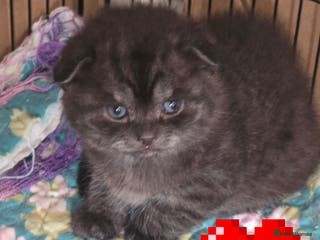 Scottish Fold cats 🥰LAST BOY 💜🩵 - Advert 4