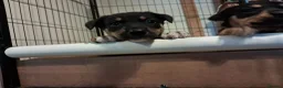 Mixed Breed dogs for sale: Gorgeous active kelpie x collie pups in Waterlooville - Advert 26
