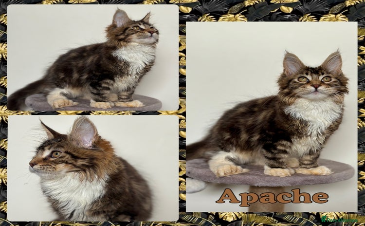 Maine Coon cats - Advert 16