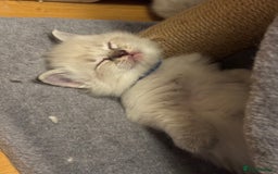 Ragdoll cats for sale: 5 Pure Ragdoll Kittens (7 Weeks Old) in Camborne - Image 5