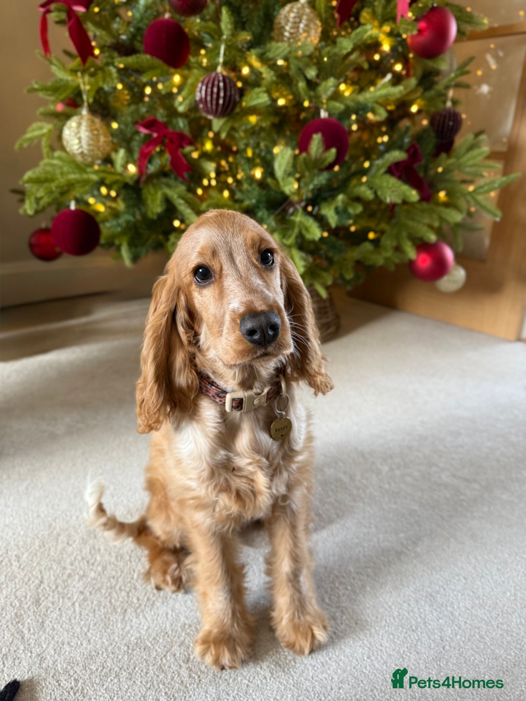 Cocker Spaniel dogs for sale: Honey 🧡 - Advert 2