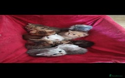 British Shorthair cats for sale: Pedigree British Short-hair kittens  - Image 11