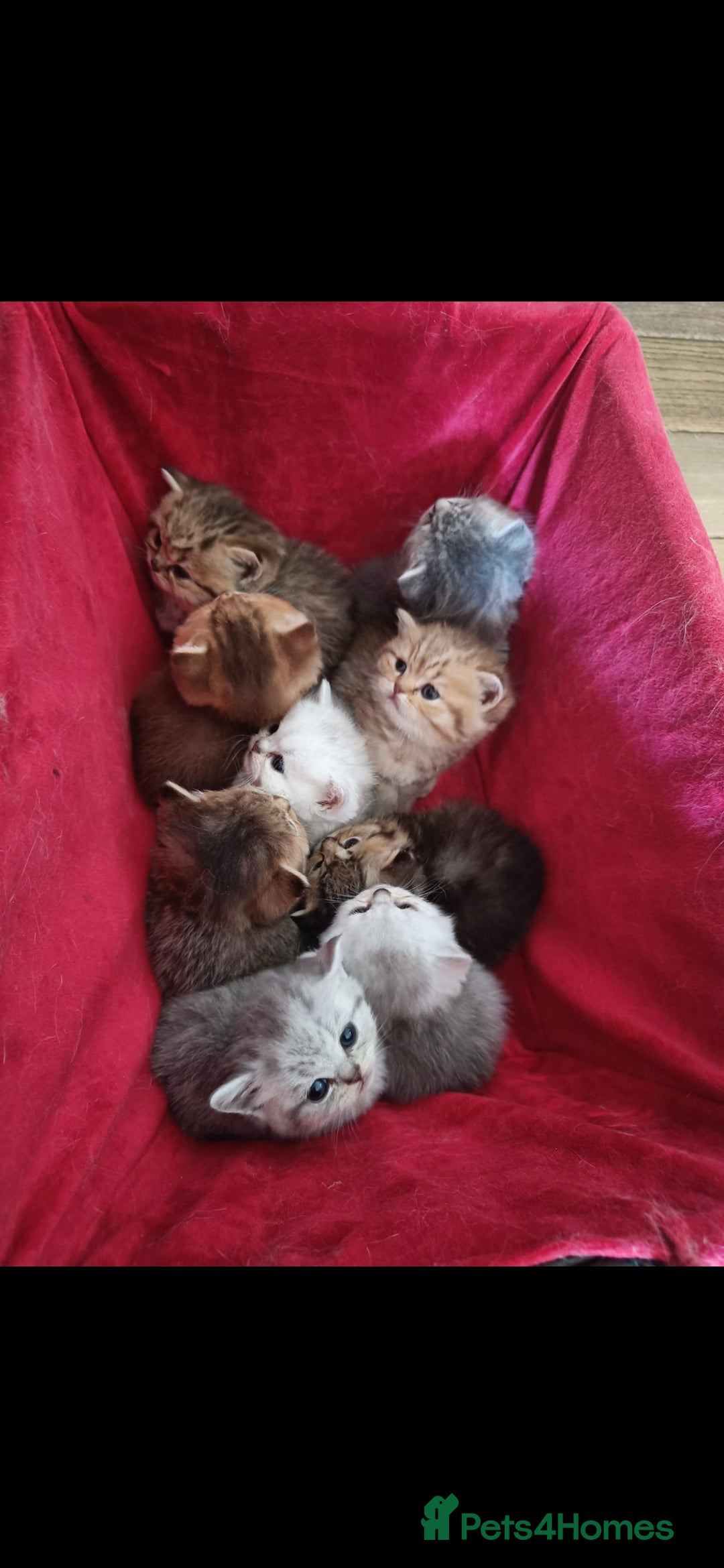 British Shorthair cats for sale: Pedigree British Short-hair kittens  - Image 11