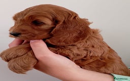 Cockapoo dogs for sale: Stunning F1 Red Miniature - Health Tested Parents - Image 25