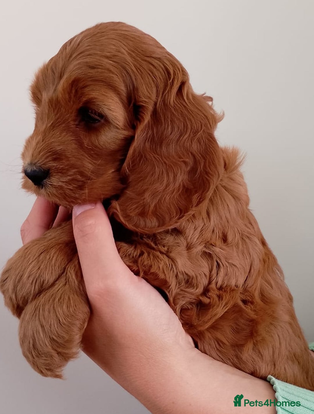 Cockapoo dogs for sale: Stunning F1 Red Miniature - Health Tested Parents - Image 25