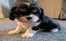Cavalier King Charles Spaniel dogs for sale: KC Health Tested Cavalier King Charles Puppy  - Image 12