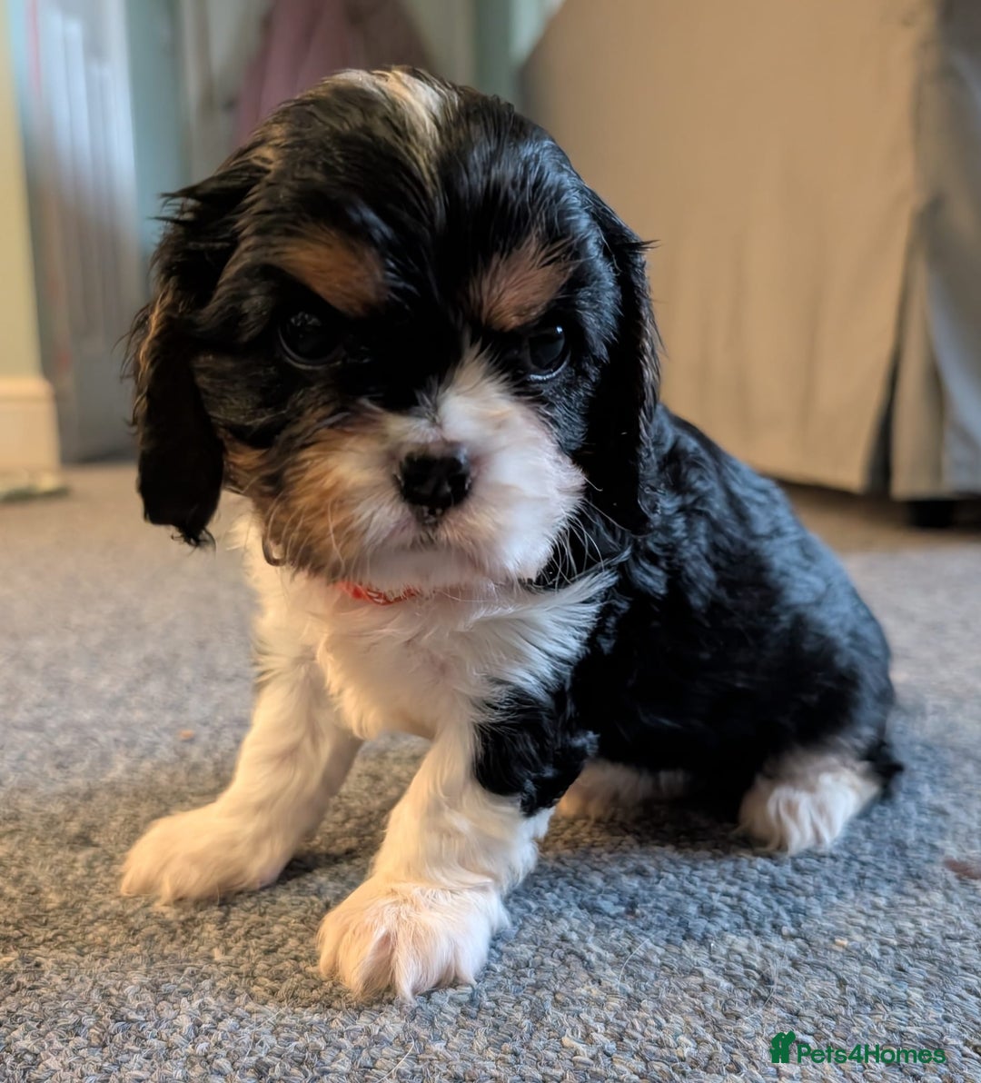 Cavalier King Charles Spaniel dogs for sale: KC Health Tested Cavalier King Charles Puppy  - Image 12