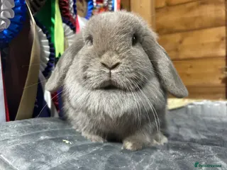 Mini Lop rabbits Vaccinated young adult mini lop doe’s - Advert 18