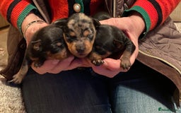 Miniature Pinscher dogs for sale: Gorgeous Rare miniature pinscher puppies for sale - Advert 5