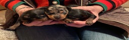 Miniature Pinscher dogs for sale: Gorgeous female miniature pinscher puppie for sale - Advert 9