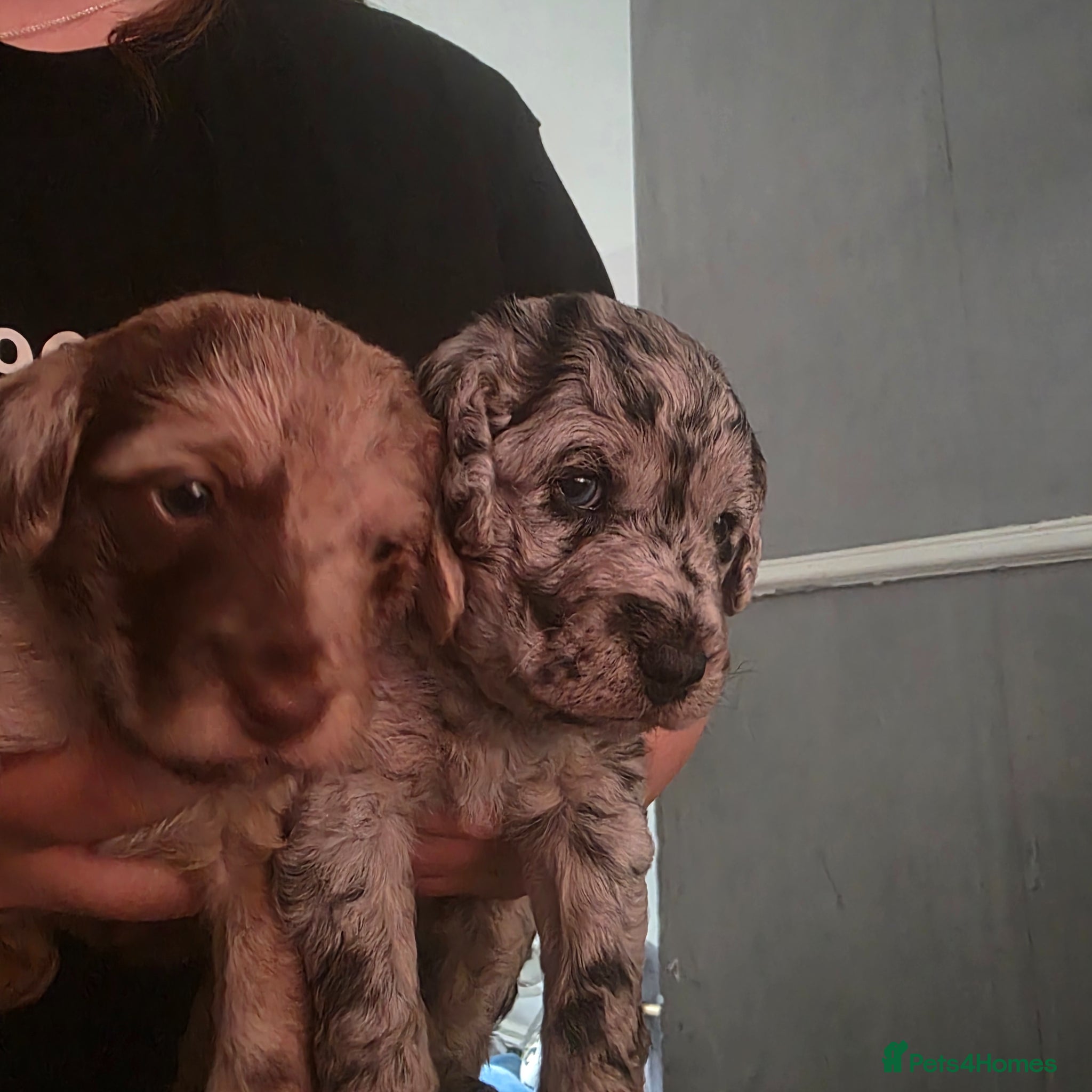 Mixed Breed dogs Jackapoo - Advert 4