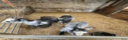 Goats livestock for sale: Pygmy Goats For Sale - Advert 3