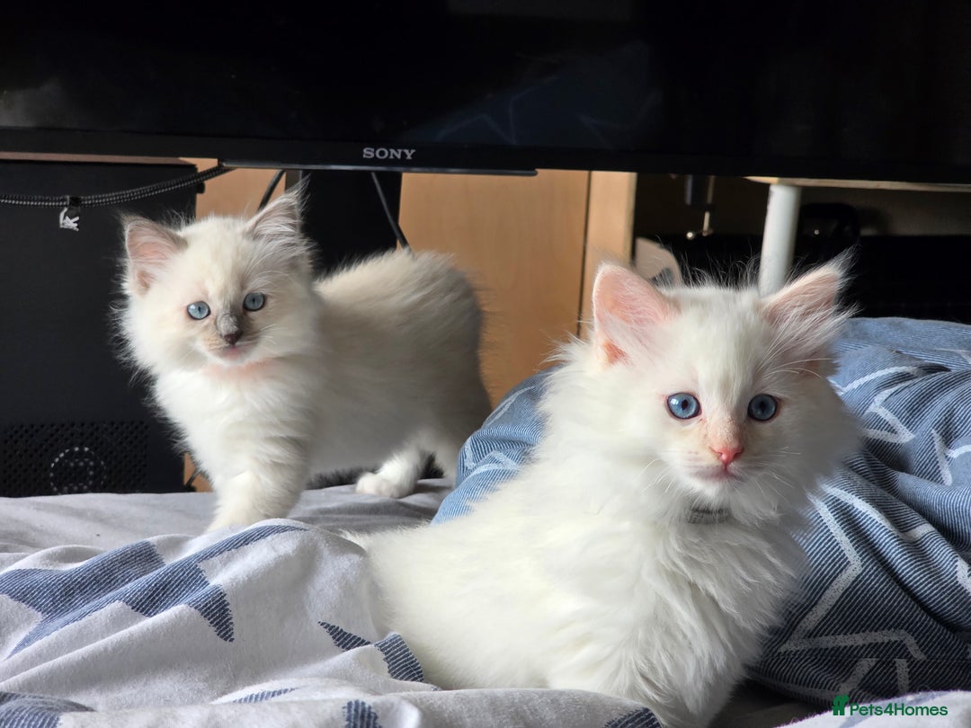 Ragdoll cats for sale: GCCF REGISTERED RAGDOLL KITTENS  - Advert 5