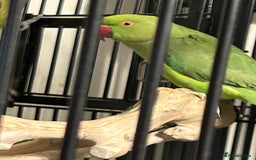 Ringnecks birds for sale: Stunning Baby Indian Ringnecks  - Image 4