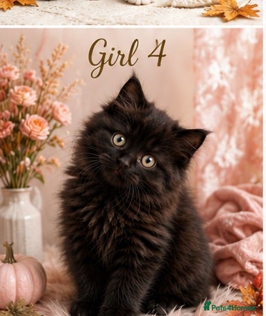 British Longhair cats British longhair X Kittens  - Advert 5