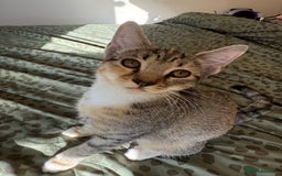 Bengal cats for sale: Gorgeous bengal cross kittens available now  - Image 2