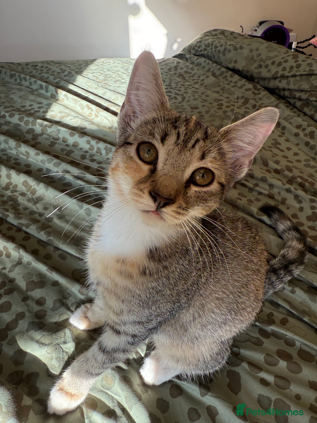 Bengal cats for sale: Gorgeous bengal cross kittens available now  - Image 2