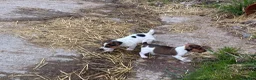 Jack Russell dogs for sale:  Tri coloured Jack Russel Pups! - Advert 14