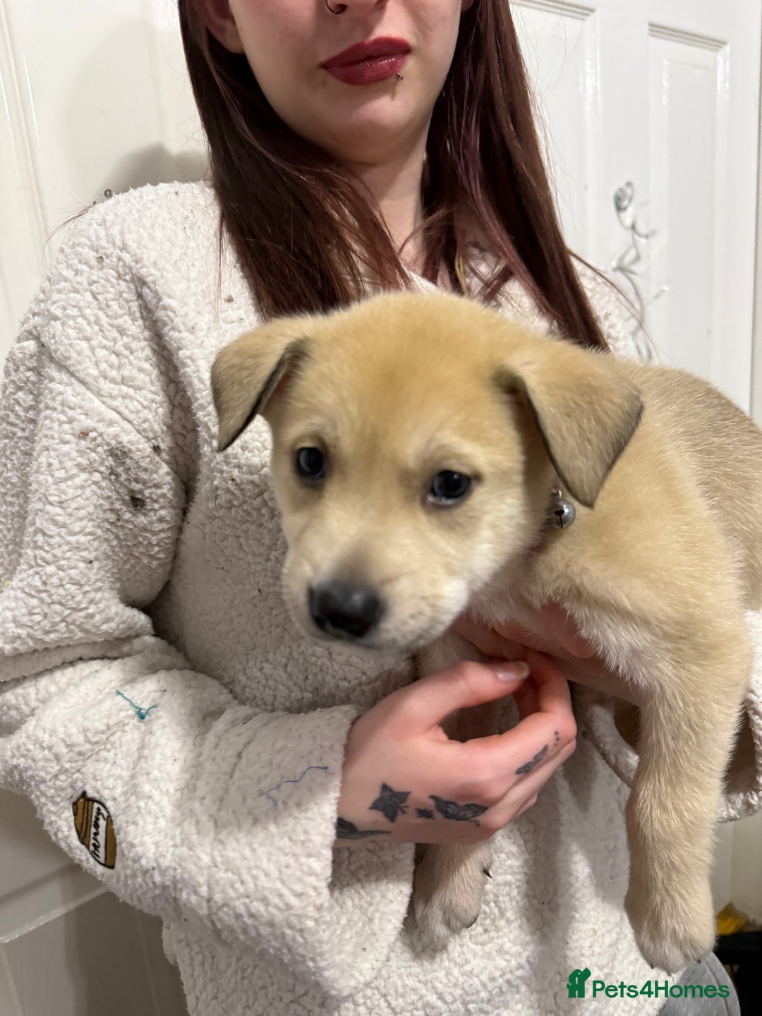 Mixed Breed dogs for sale: Malamute x puppies - Advert 11