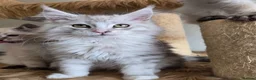 Maine Coon cats for sale: Ready now Silver with white Maine Coon kittens - Advert 22