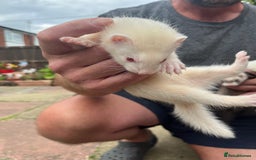 Ferret rodents for sale: Ferrets for sale - Image 6