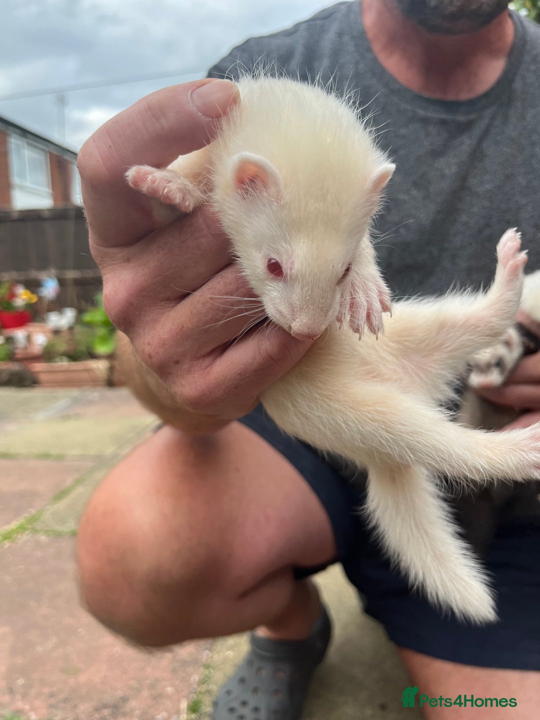 Ferret rodents for sale: Ferrets for sale - Image 6