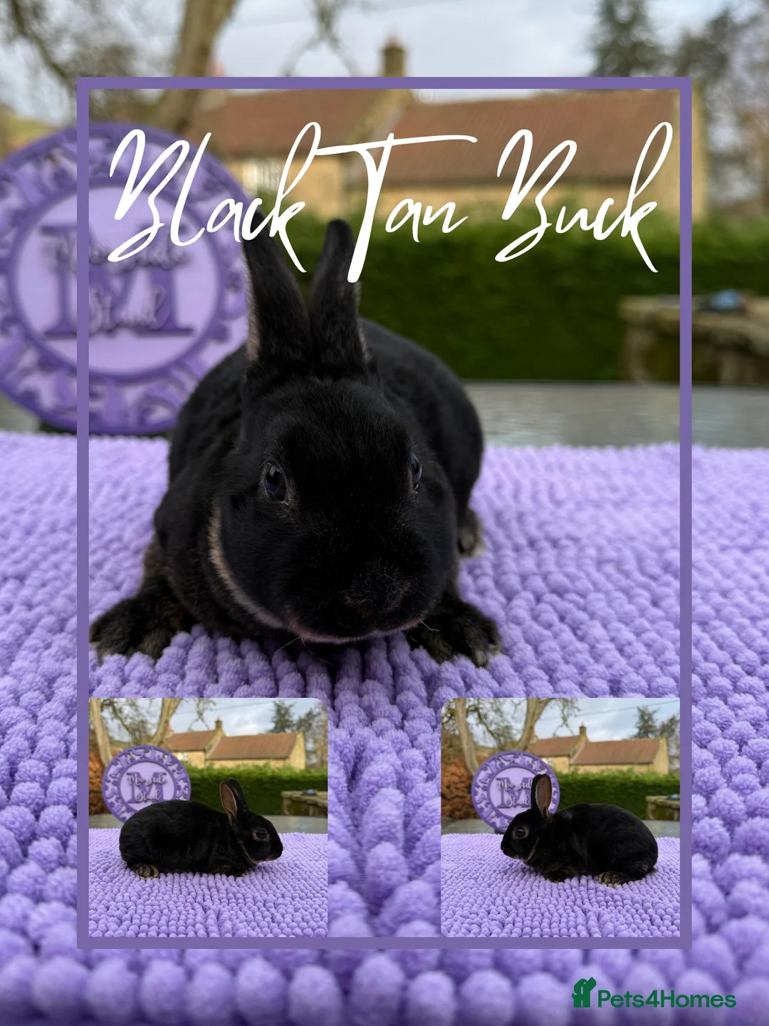 Rex rabbits for sale: Purebred Mini Rex RTL 7th March - Advert 2