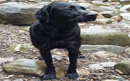 Springador dogs for sale: Springador Puppies - Image 1