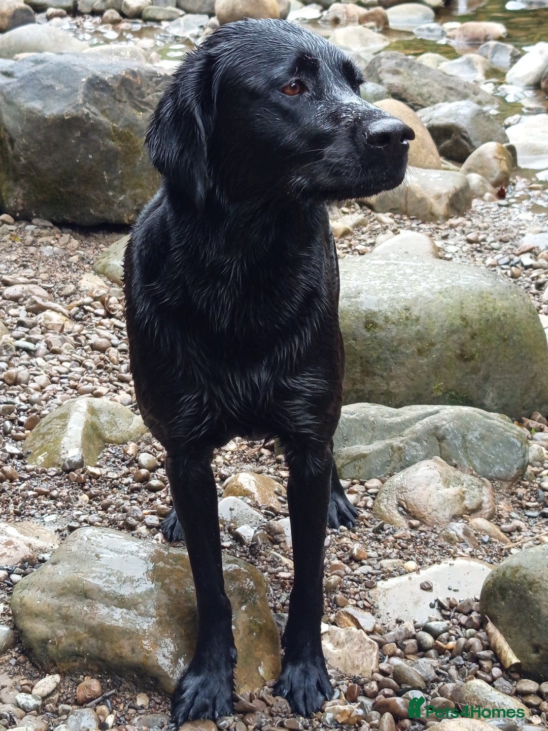 Springador dogs for sale: Springador Puppies - Image 1