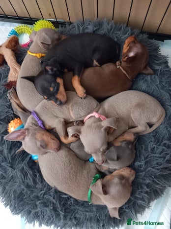 Miniature Pinscher dogs - Advert 2