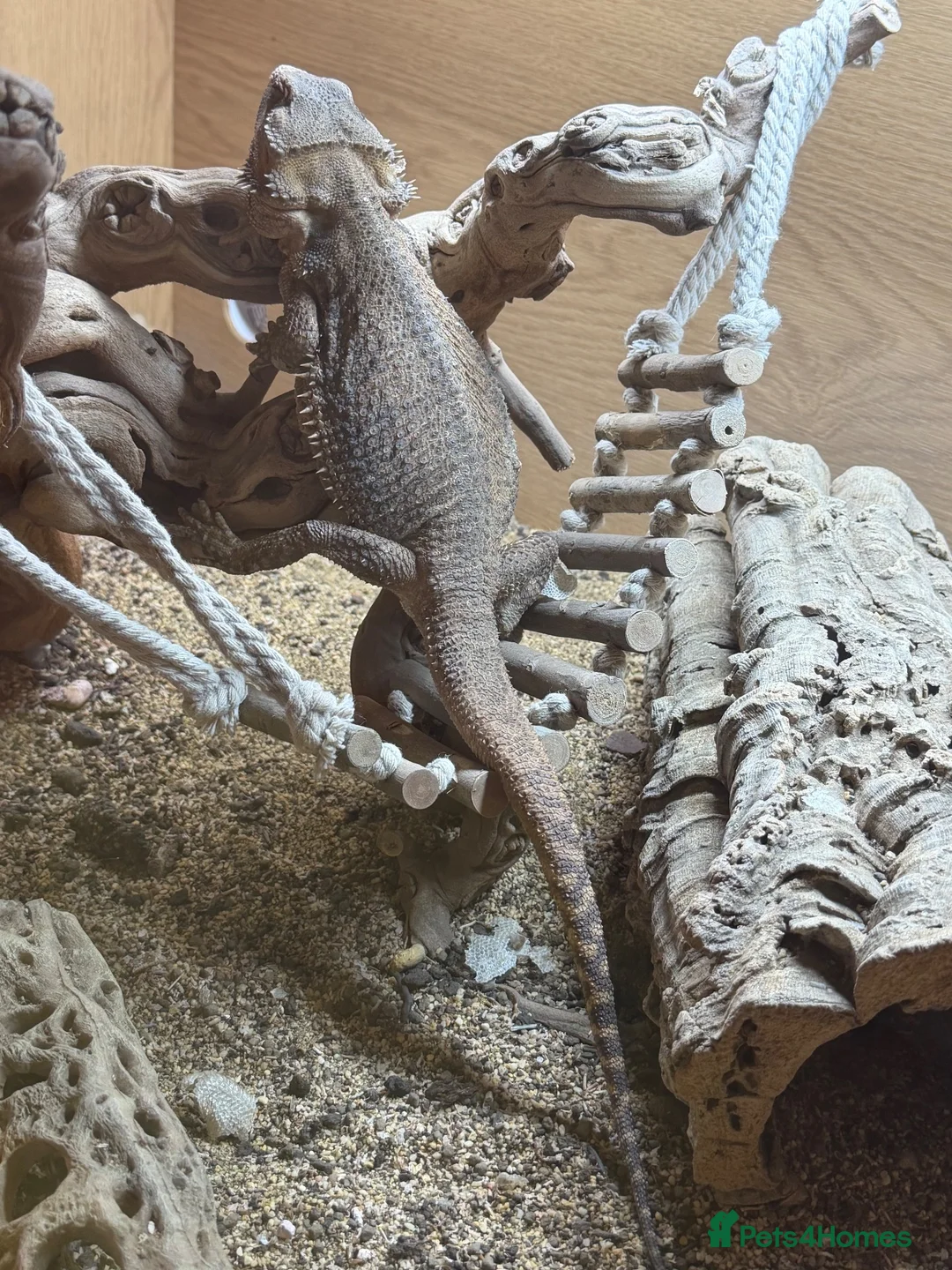 Bearded Dragon reptiles for sale: Female bearded dragon with tank (2 years old) - Advert 2