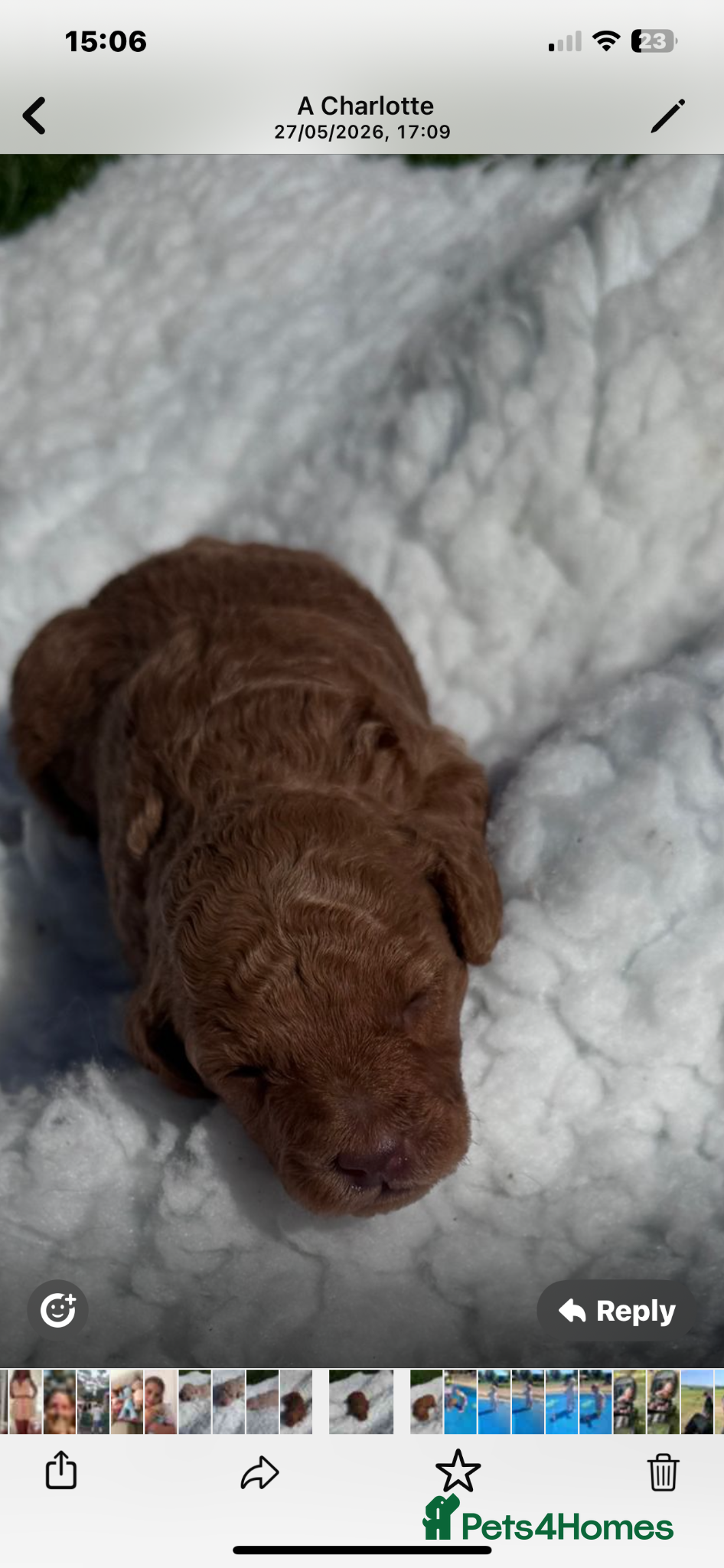Toy Poodle dogs for sale: Kc registered toy poodle - Advert 2