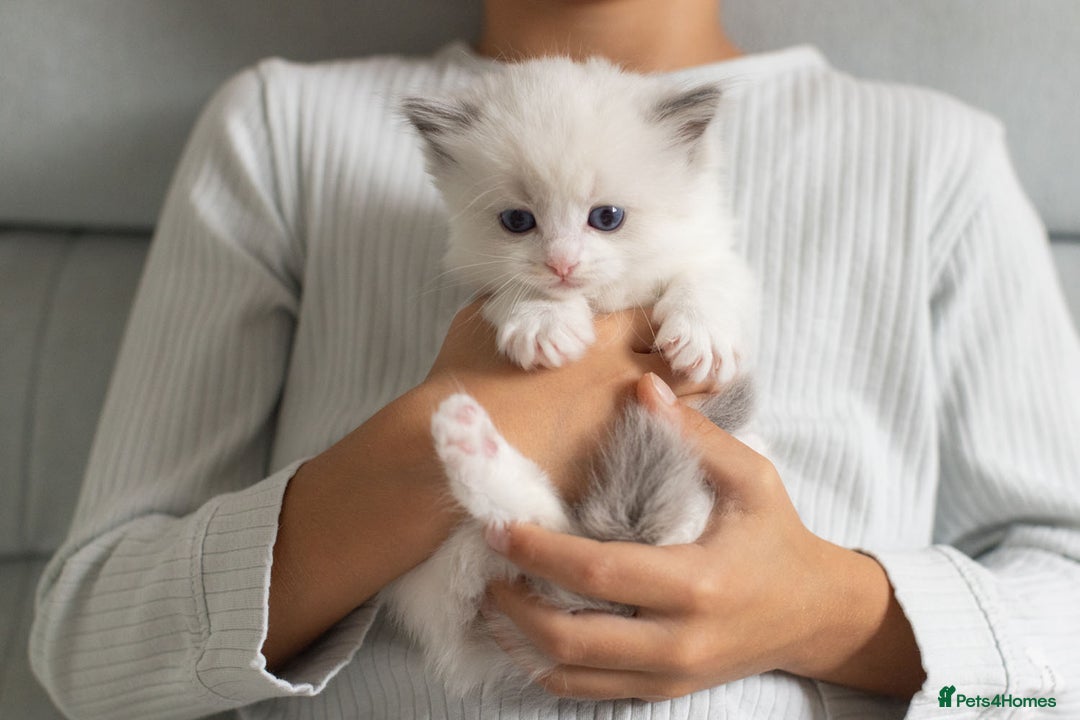 Ragdoll cats for sale: NEW LITTER of Blue BiColour And Lynx kittens - Image 6