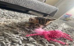 Mixed Breed cats for sale: Kittens ready to reserve  - Image 11
