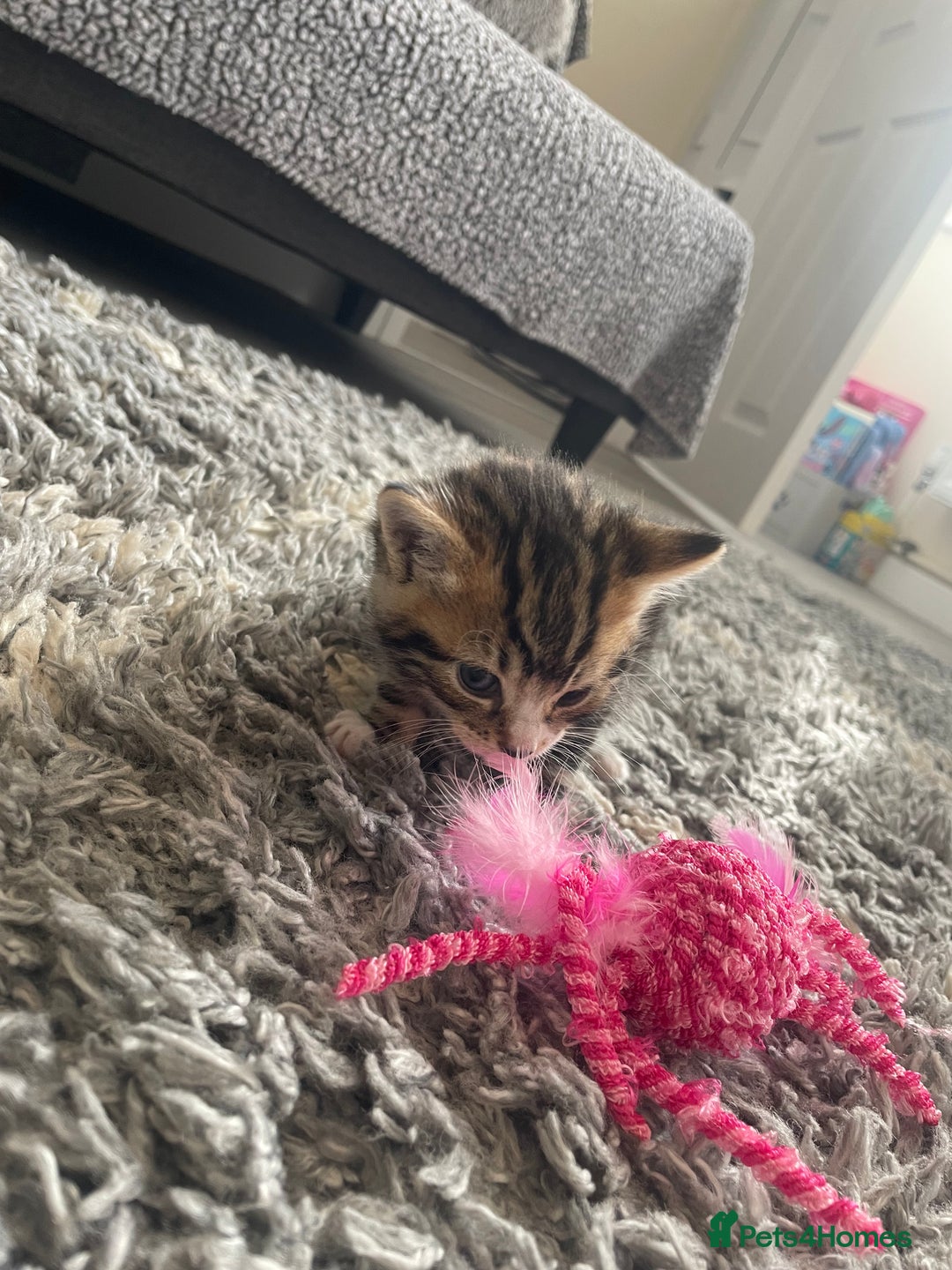 Mixed Breed cats for sale: Kittens ready to reserve  - Image 11