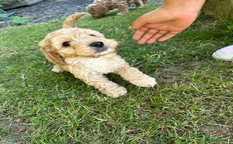 Cockapoo dogs - Advert 14