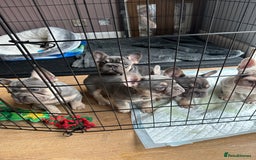 French Bulldog dogs for sale: Beautiful French Bulldog litter  - Image 1