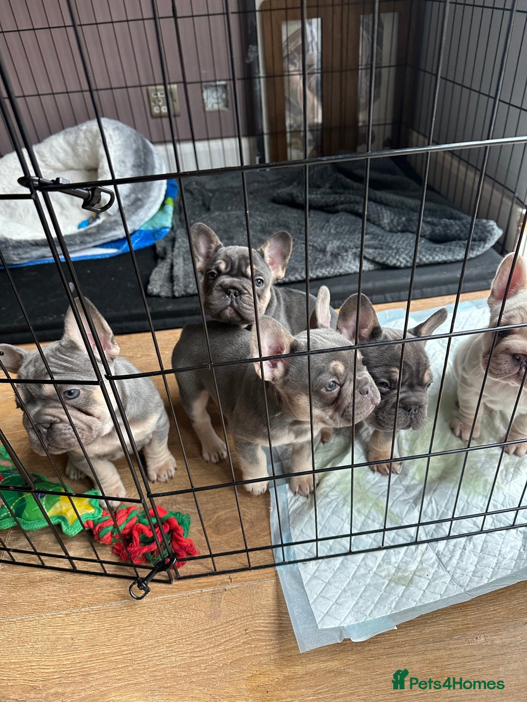 French Bulldog dogs for sale: Beautiful French Bulldog litter  - Image 1