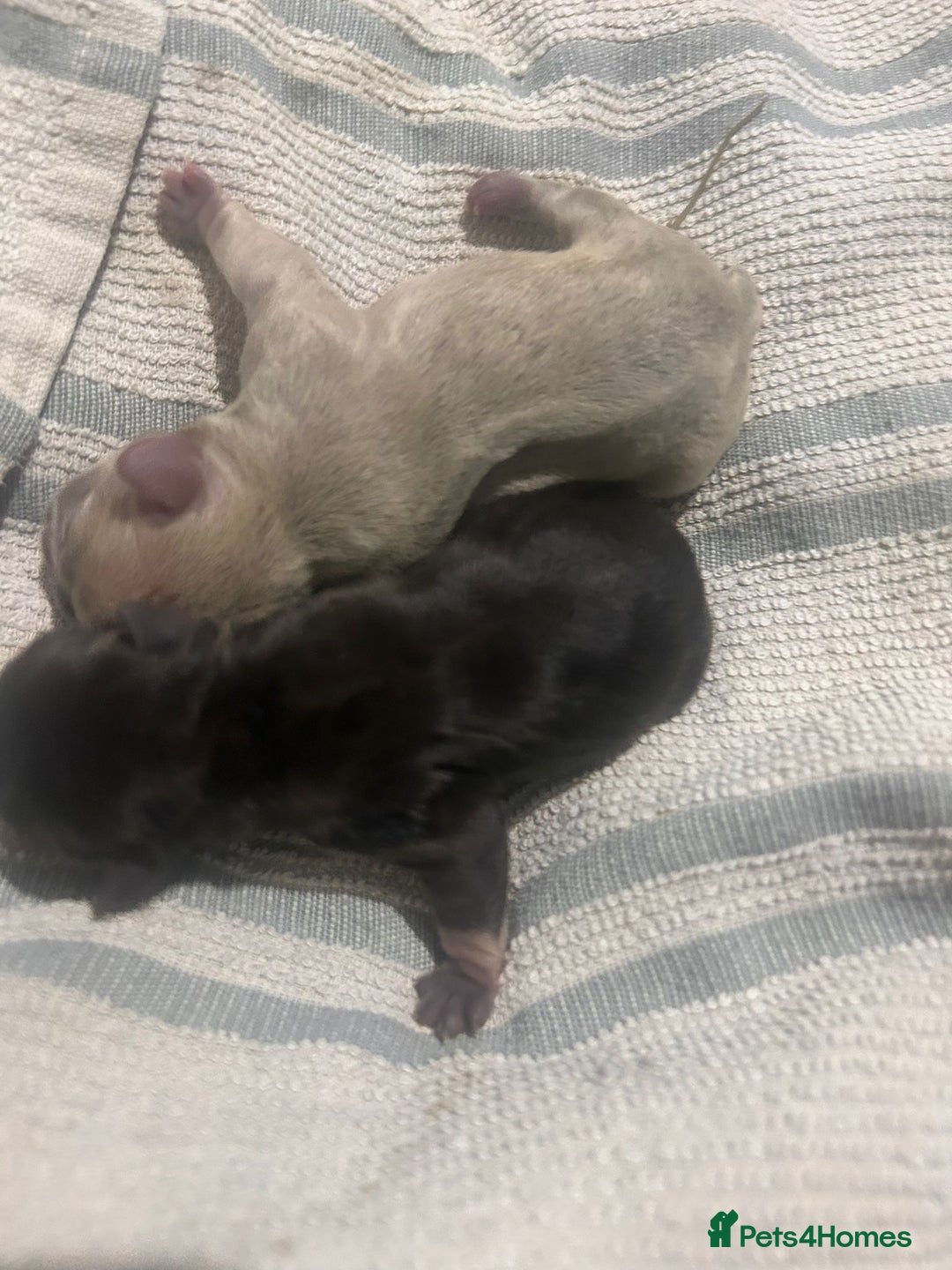 French Bulldog dogs for sale: Frenchbulldog puppies for sale - Image 3