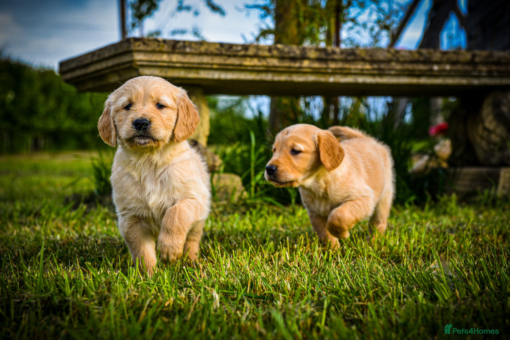 Golden Retriever dogs Traditional Dark Golden Retriever Puppy’s KC Reg - Advert 1